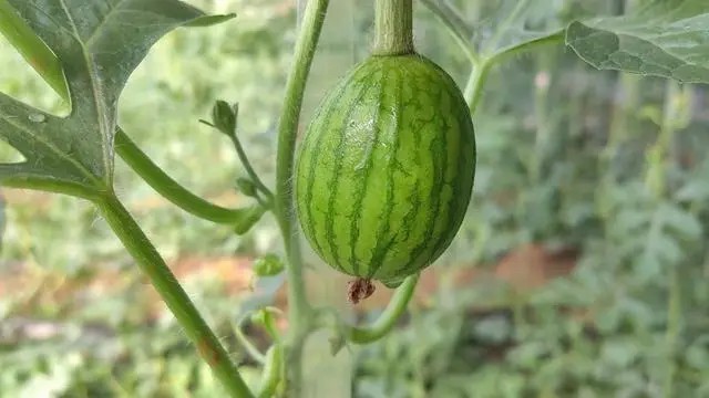 �Ͳ����ŵ�����������Ŀ�����֡�