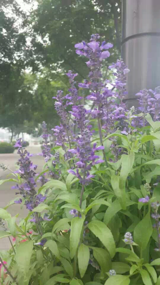 ��֪���⻨��ʲô���֣�