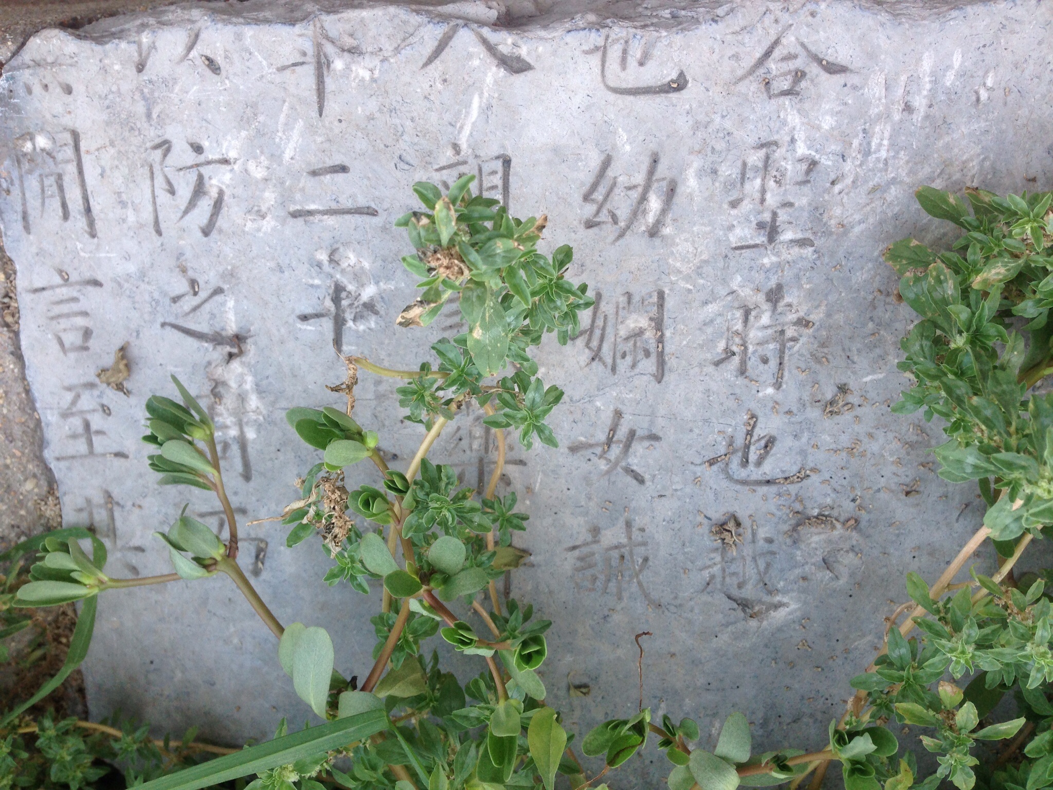 �³���ɢ�����Ĳб� �洦�ɼ�