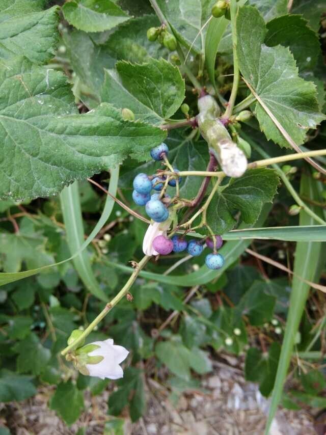 ��ݮ