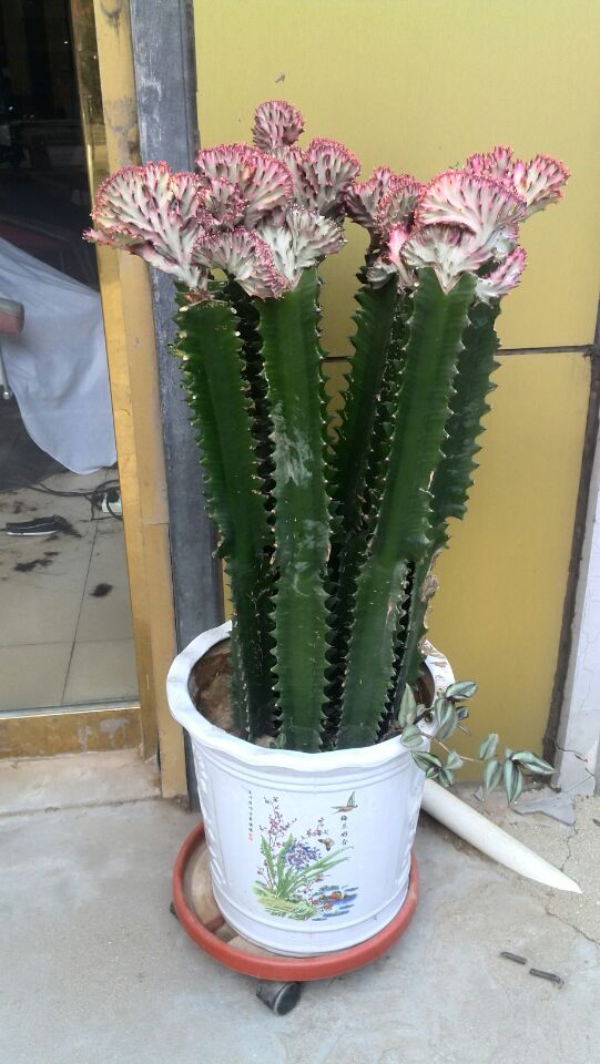 ��һ�μ������ƿ����˷ۺ�ɫ�Ļ������ź�ϡ�档
