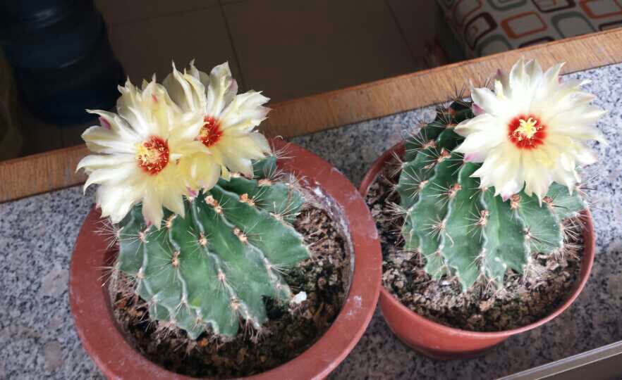 �����ƿ��Ļ���Ư����