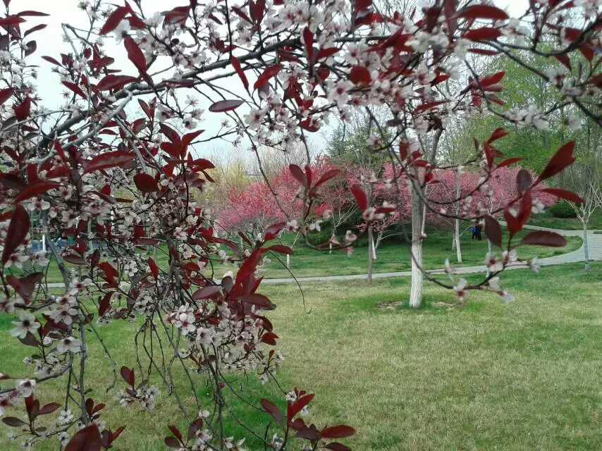 ���в�ɫ�̡��ٺ��һ��졣