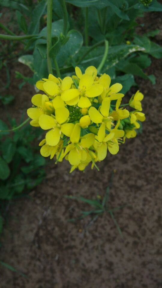 �Ͳ˻�����