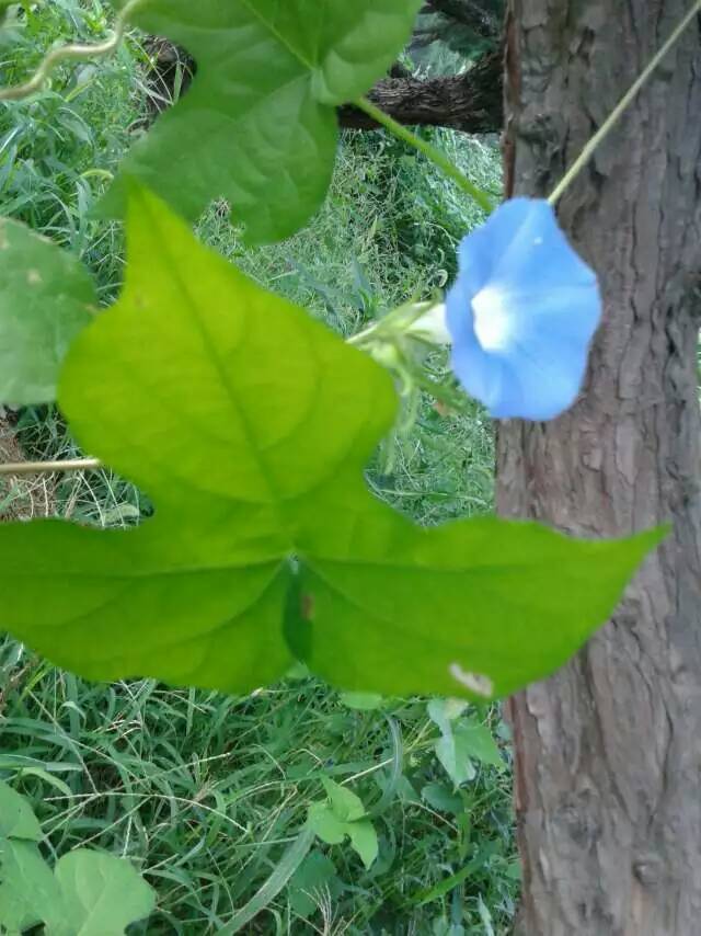 ǣţ����