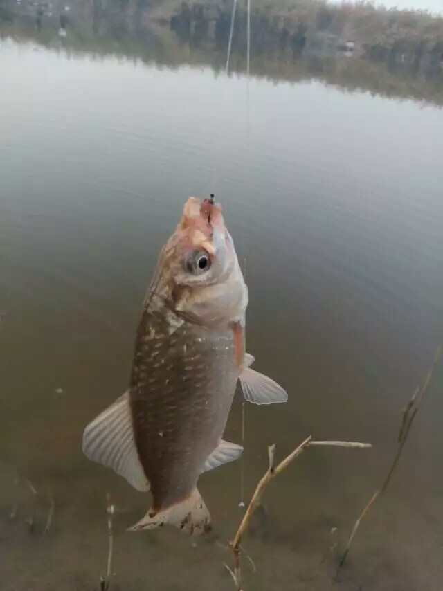 ������