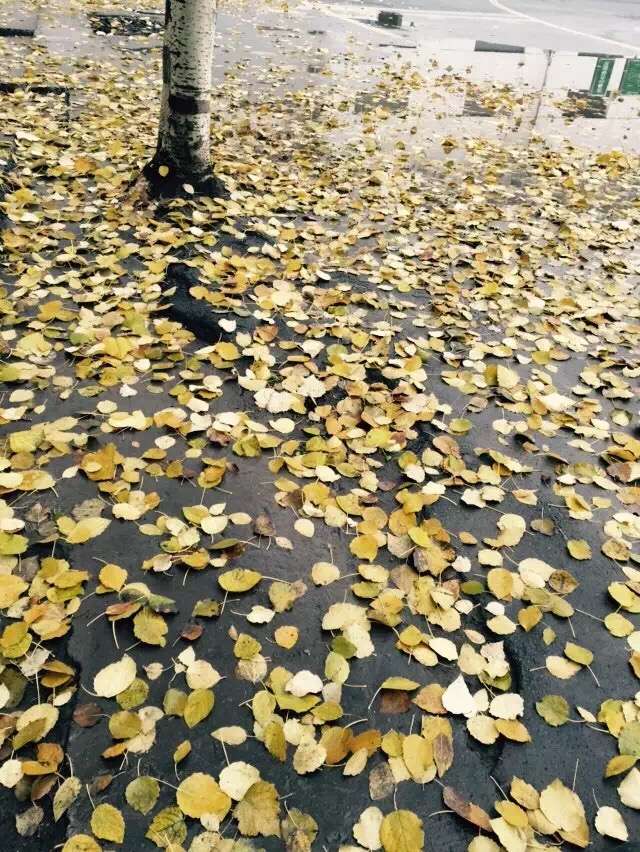 ������Ҷ��