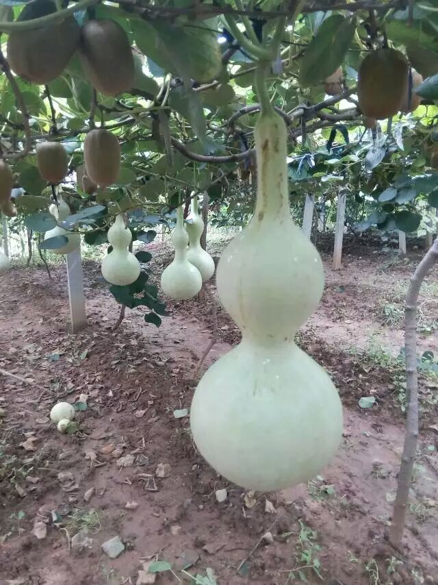 ����ϲ�˵ĺ�«��