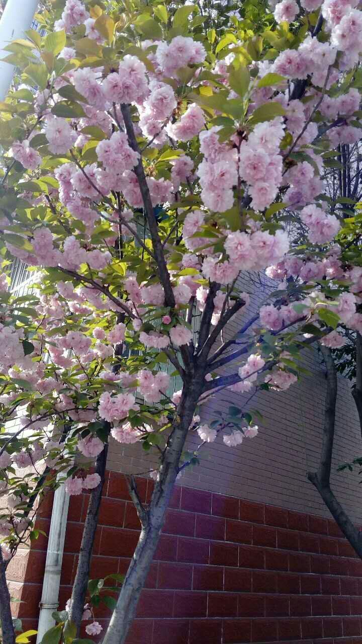 ��֦