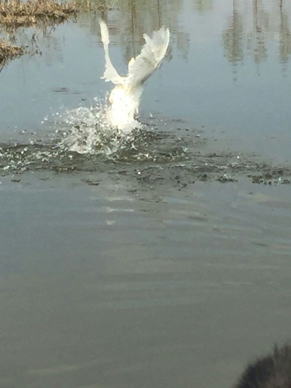 Ѽ��Ϸˮ