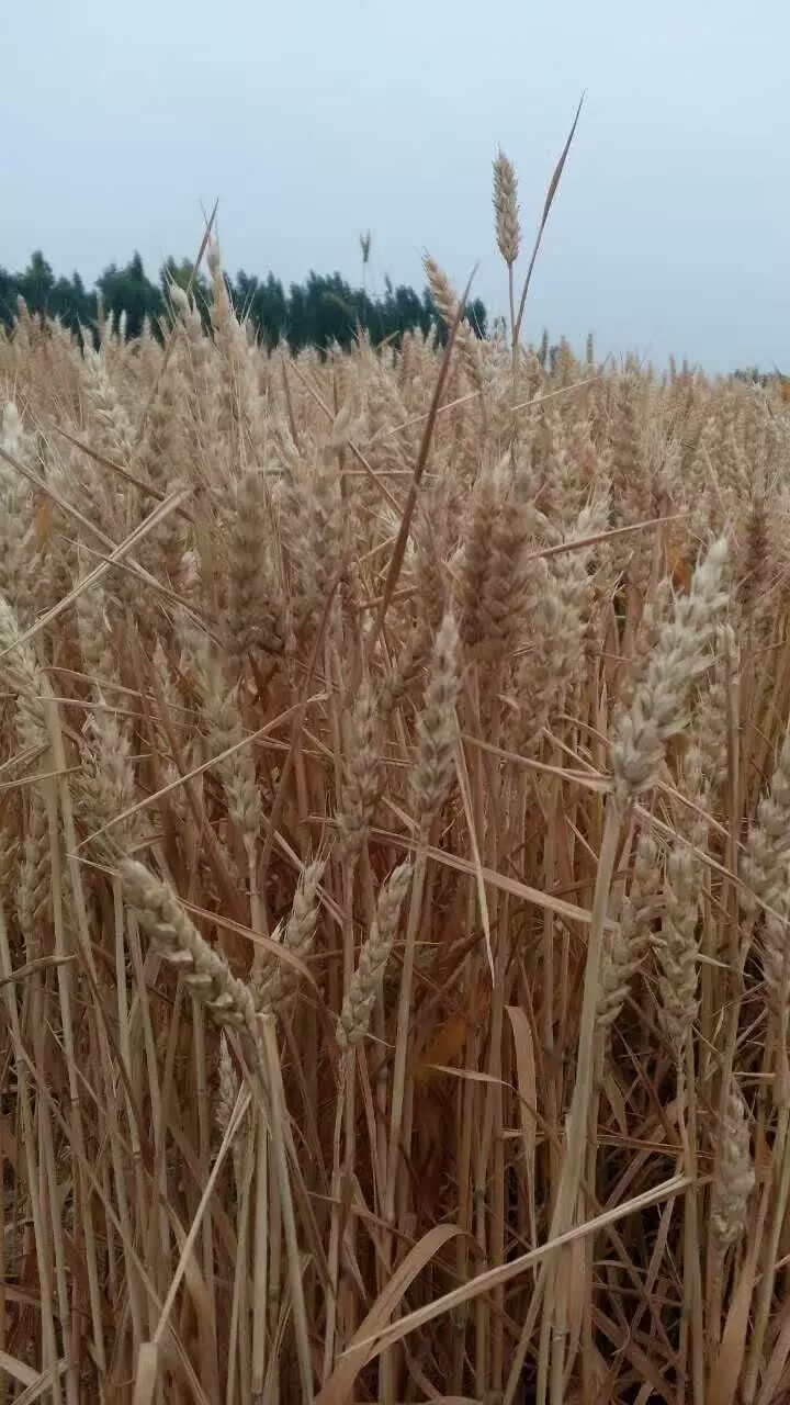 �������ˣ�2��