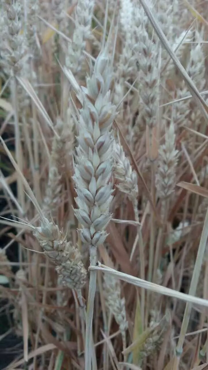 �������ˣ�3��