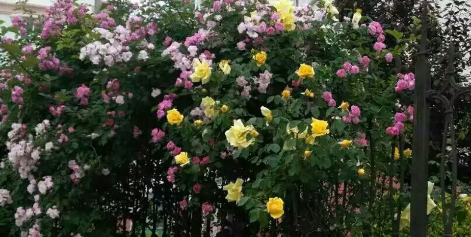 Ǿޱ����