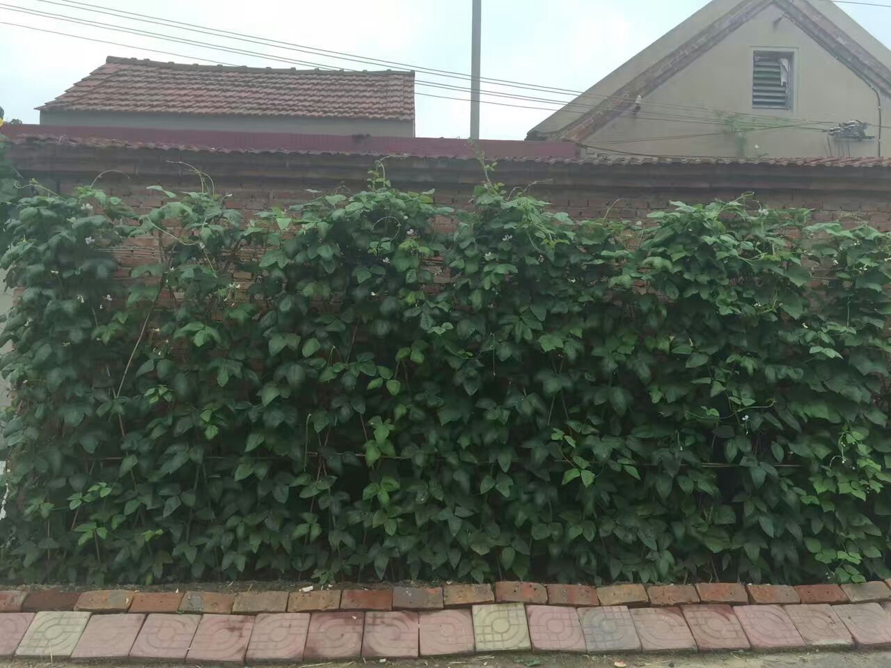 ���Ѽҵ�С��԰��5��