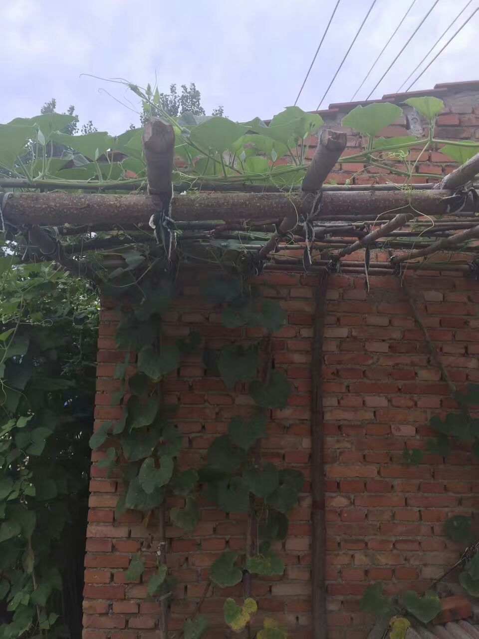 ���Ѽҵ�С��԰��4��