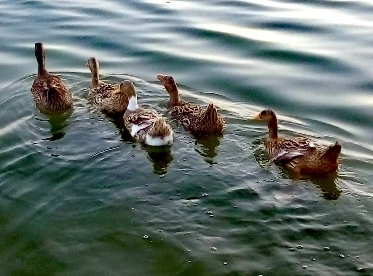 ����